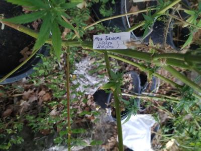 Прикрепленное изображение: 222.jpg